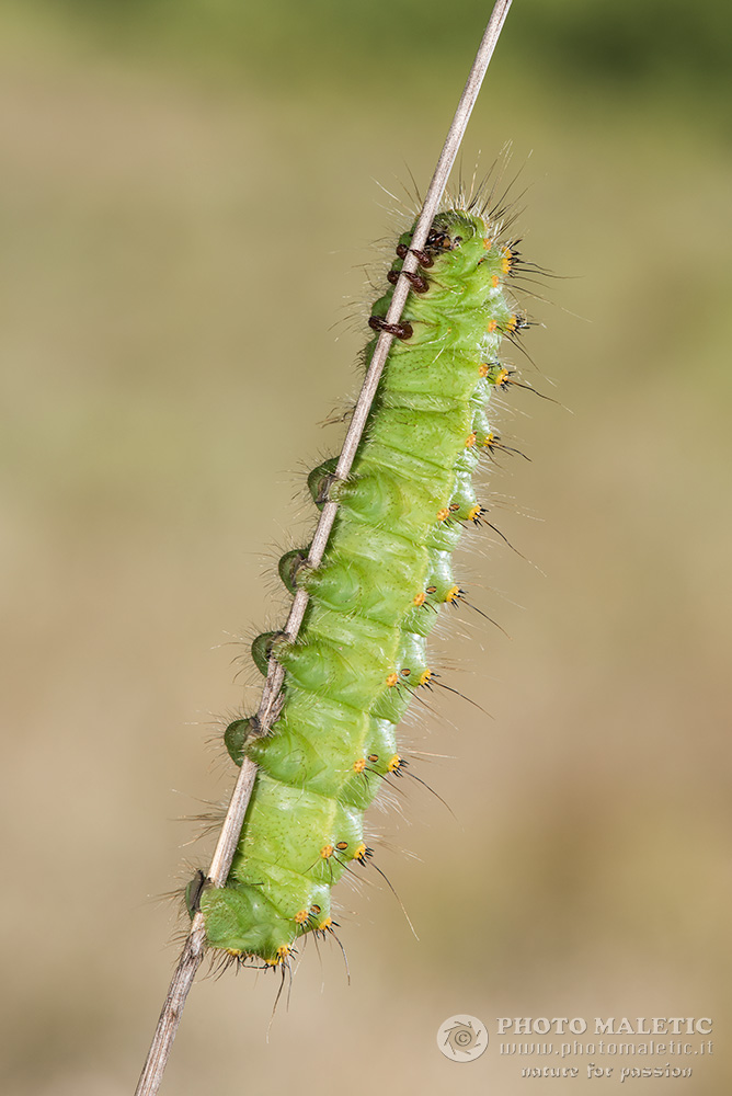 Bruco di Saturnia pyri?
